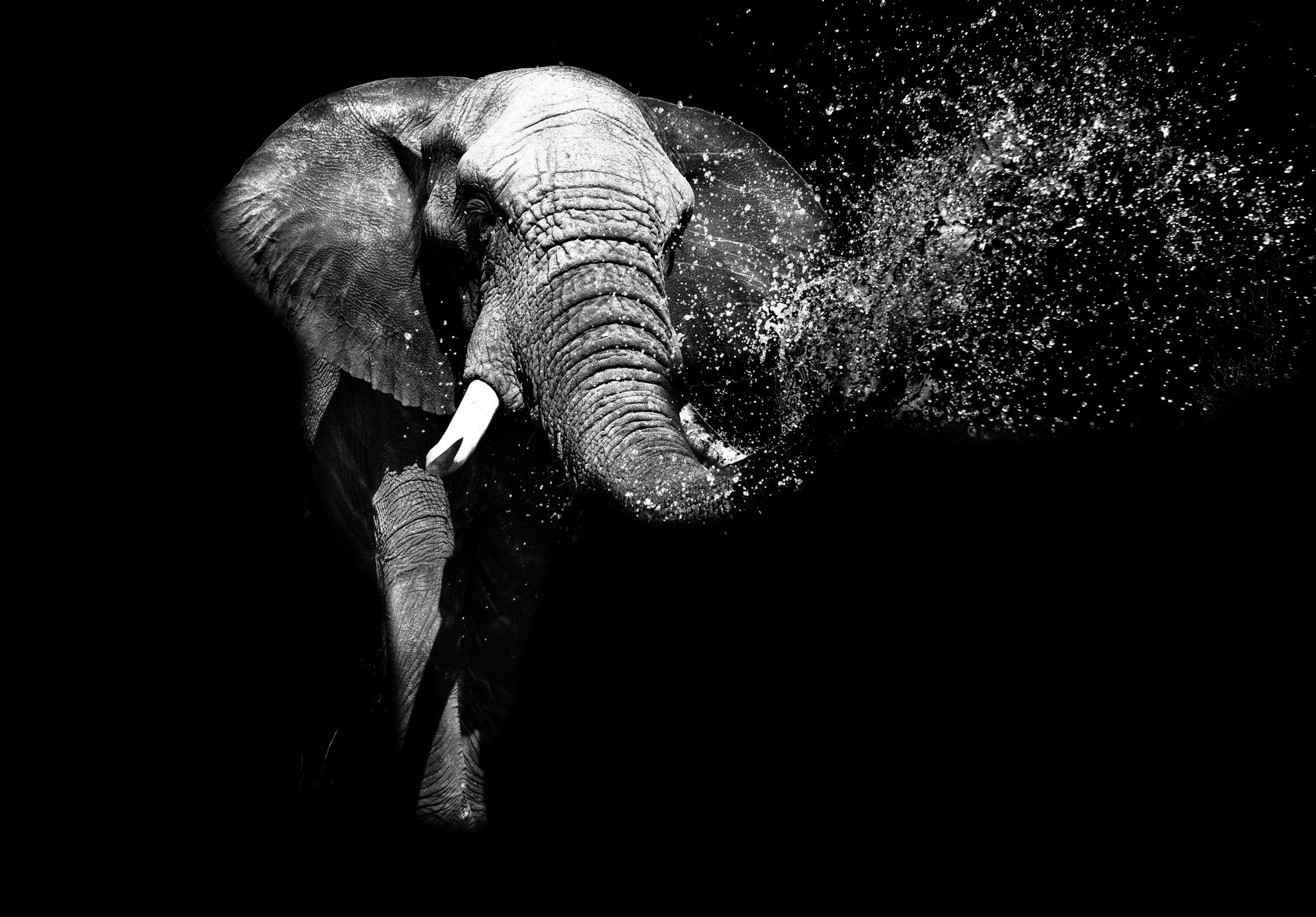 Слон на заставку телефона. Заставка на рабочий стол слоны. Слон на темном фоне. Черный слон. Слоны фото.